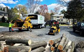 Best Arborist Consultation Services  in Youngtown, AZ