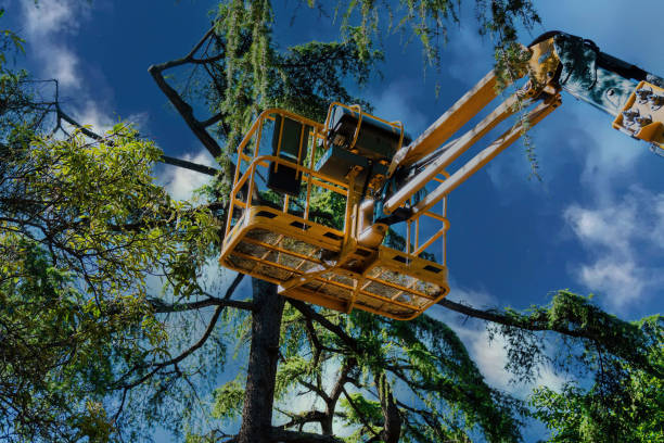 Best Palm Tree Trimming  in Youngtown, AZ