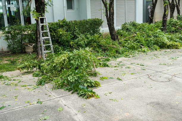 Best Fruit Tree Pruning  in Youngtown, AZ