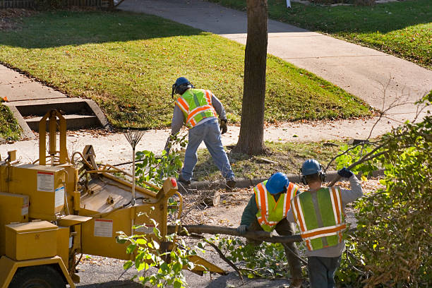 Best Utility Line Clearance  in Youngtown, AZ