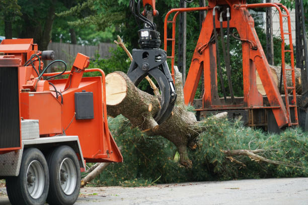 Best Commercial Tree Services  in Youngtown, AZ