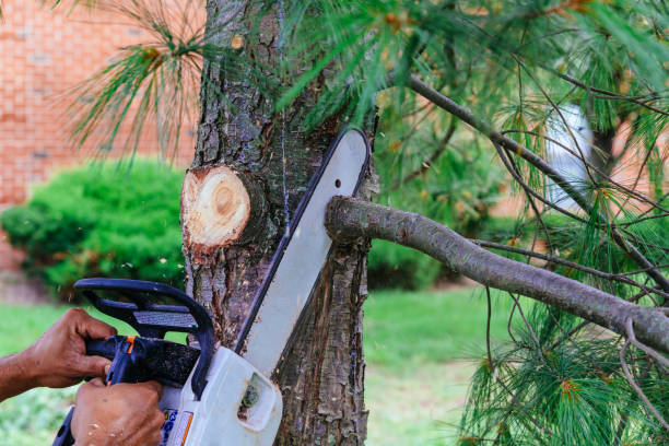 Best Tree Removal  in Youngtown, AZ